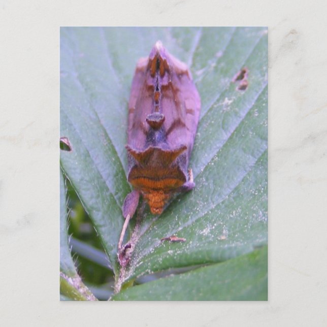 Looper moth ~ Postkarte (Vorderseite)
