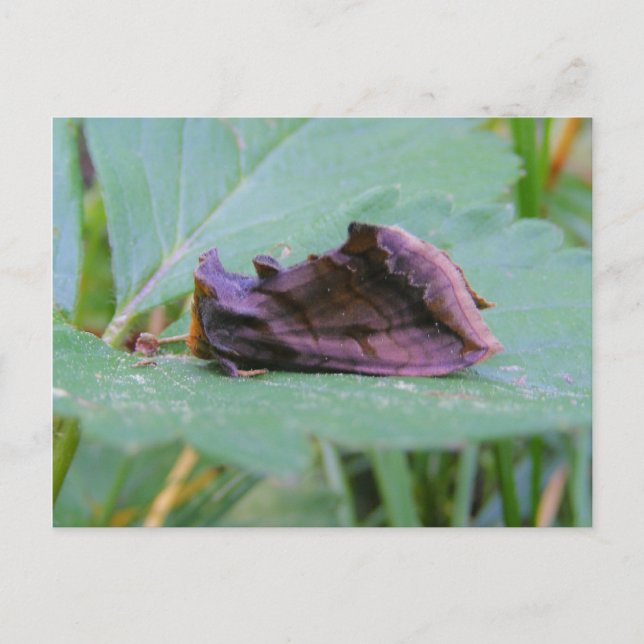 Looper Moth ~ Postkarte (Vorderseite)