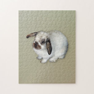 Lop-Eared Bunny