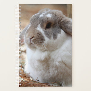Lop-Ohr-Hase Planer