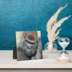 Lope the Gorilla kanalisiert Seinen Vater Stare Fotoplatte