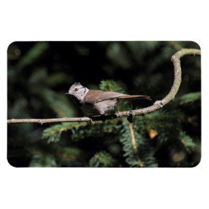 Lophanes cristatus magnet
