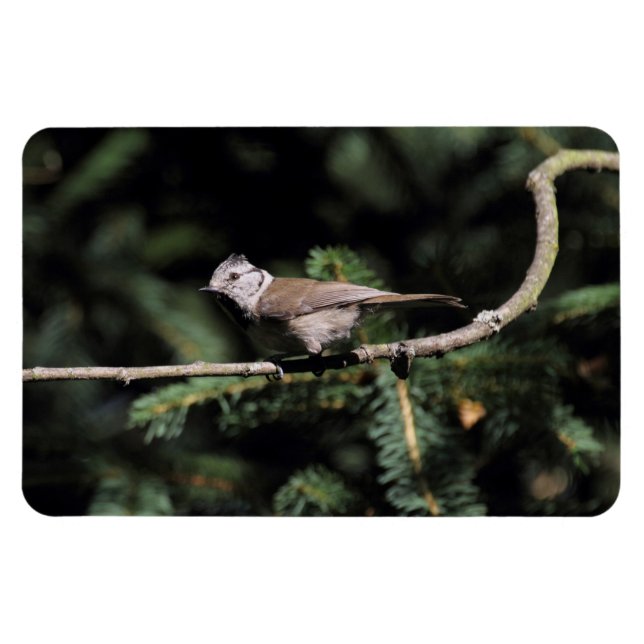 Lophanes cristatus magnet (Horizontal)