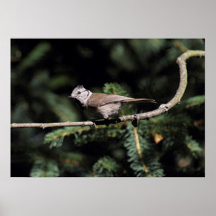 Lophanes cristatus poster