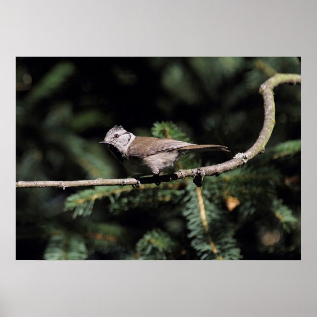 Lophanes cristatus poster (Vorne)