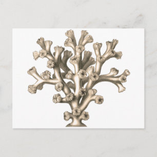 Lophohelia - Koralle Postkarte