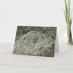 Lophora williamsii - Peyote Karte