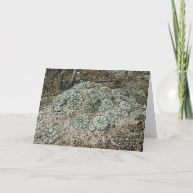 Lophora williamsii - Peyote Karte (Vorderseite)