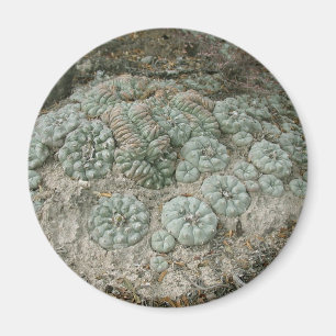 Lophora williamsii - Peyote Magnet