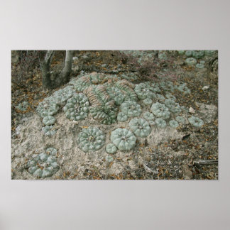 Lophora williamsii - Peyote Poster