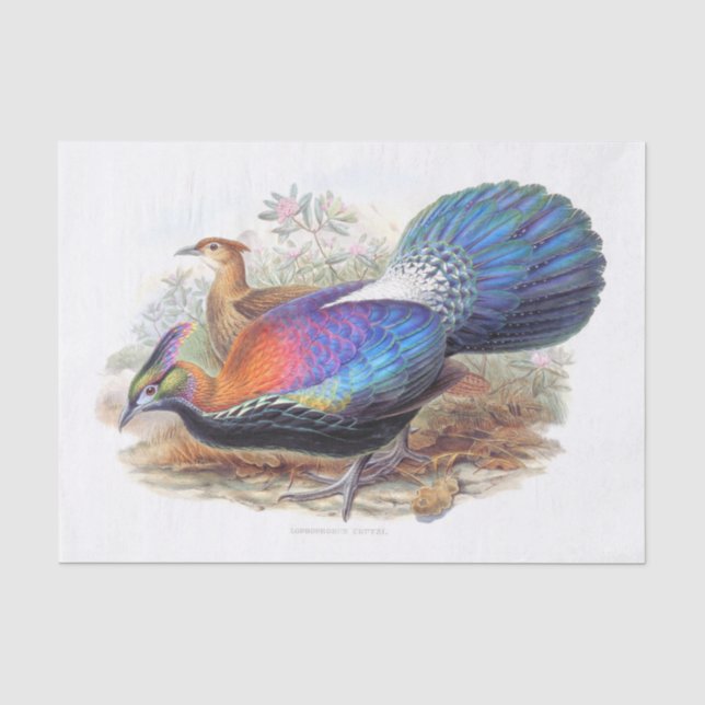 Lophorus L'Huysi, Nature Wildlife Decoupage Seidenpapier (Vorderseite)