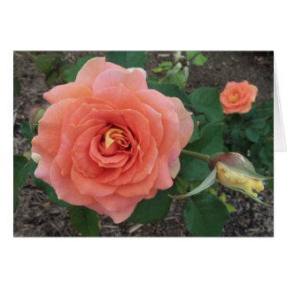 L'orange s'est levée