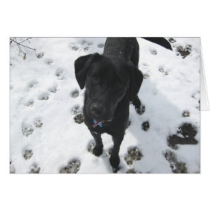Lorbeer im Schnee
