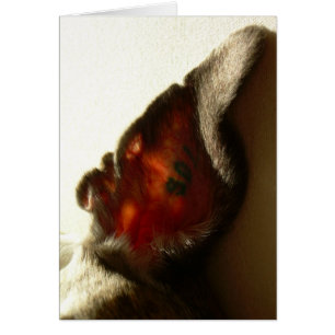 L'oreille du blanc de baie