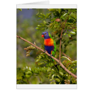 Lorikeet