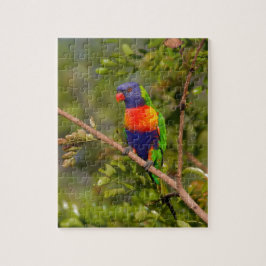Lorikeet