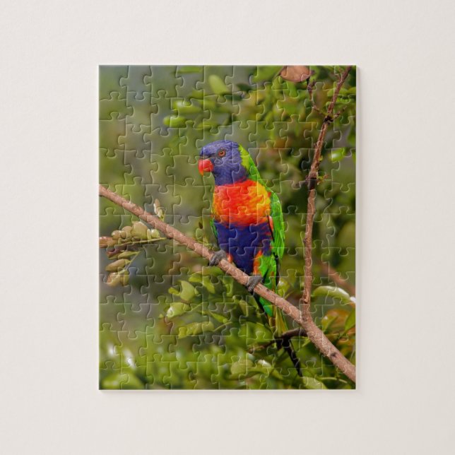 Lorikeet (Vertikal)