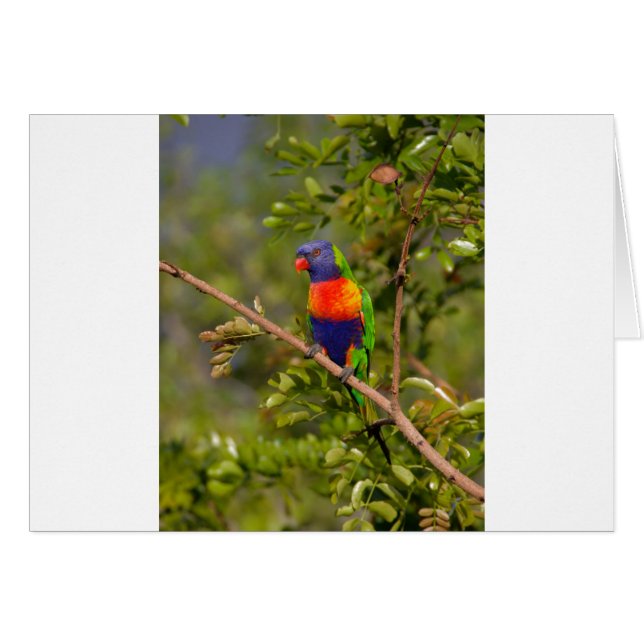 Lorikeet (Vorderseite (Horizontal))