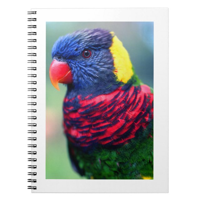 Lorikeet#1-Notebook Notizblock (Vorderseite)