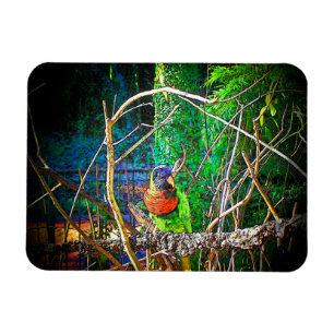 Lorikeet Bird Magnet