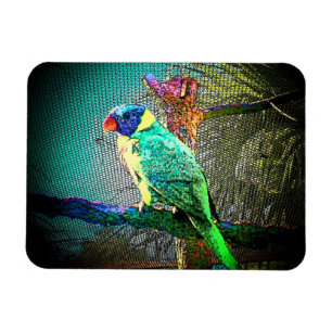 Lorikeet Bird Magnet-Design 2 Magnet