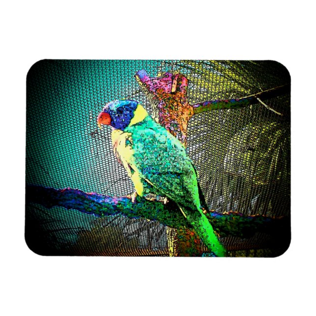 Lorikeet Bird Magnet-Design 2 Magnet (Horizontal)