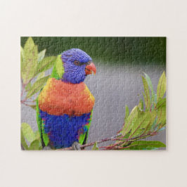 Lorikeet Bird Perched Parrot Animal Feathers