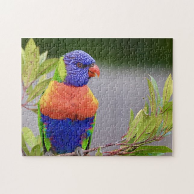 Lorikeet Bird Perched Parrot Animal Feathers (Horizontal)