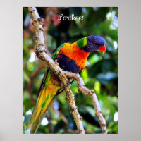 Lorikeet, farbiger Vogel