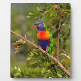 Lorikeet Fotoplatte