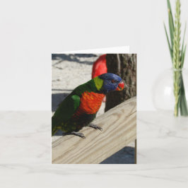 Lorikeet Mitteilungskarten