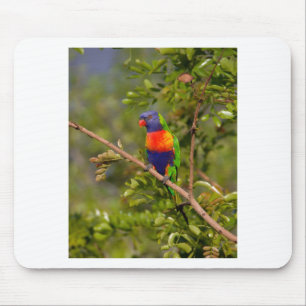 Lorikeet Mousepad