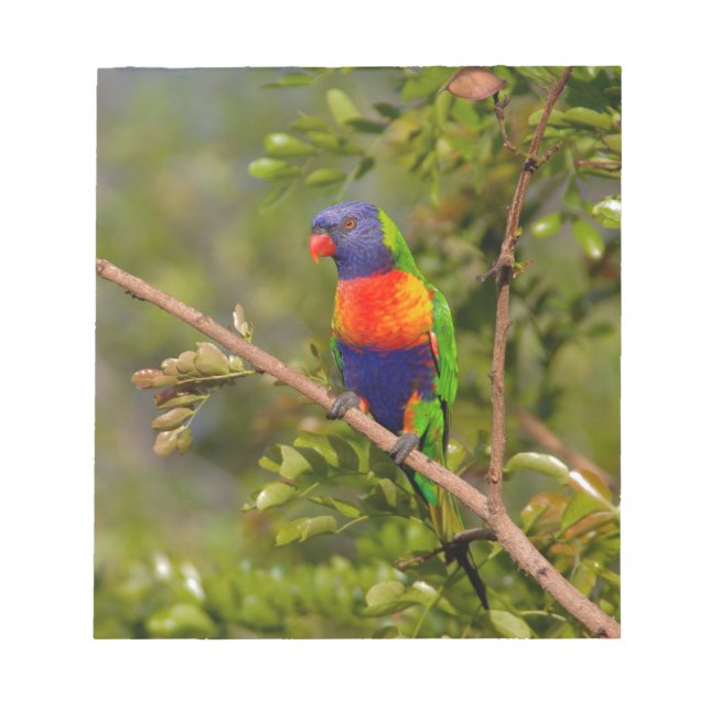 Lorikeet Notizblock (Vorderseite)
