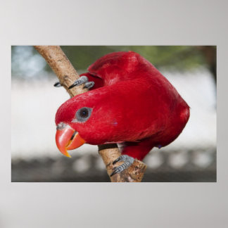 Lorikeet Poster