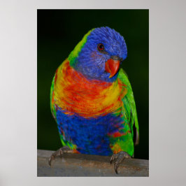 Lorikeet Poster