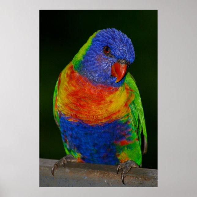 Lorikeet Poster (Vorne)