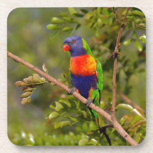 Lorikeet Untersetzer