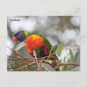 Lorikeet-Vogel Postkarte
