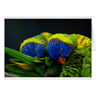Lorikeets