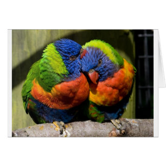 Lorikeets en amour