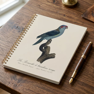 Loriquet à tête bleue, Trichoglossus concinnus