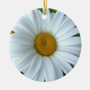 L'ornement de marguerite fleurit la décoration de