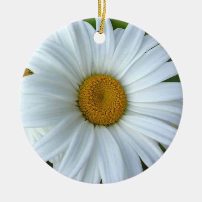 L'ornement de marguerite fleurit la décoration de (Devant)