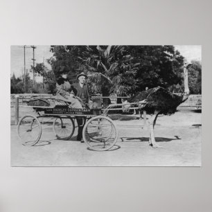 Los Angeles, CA-Strauß-Bauernhof-Wagen-Szene Poster