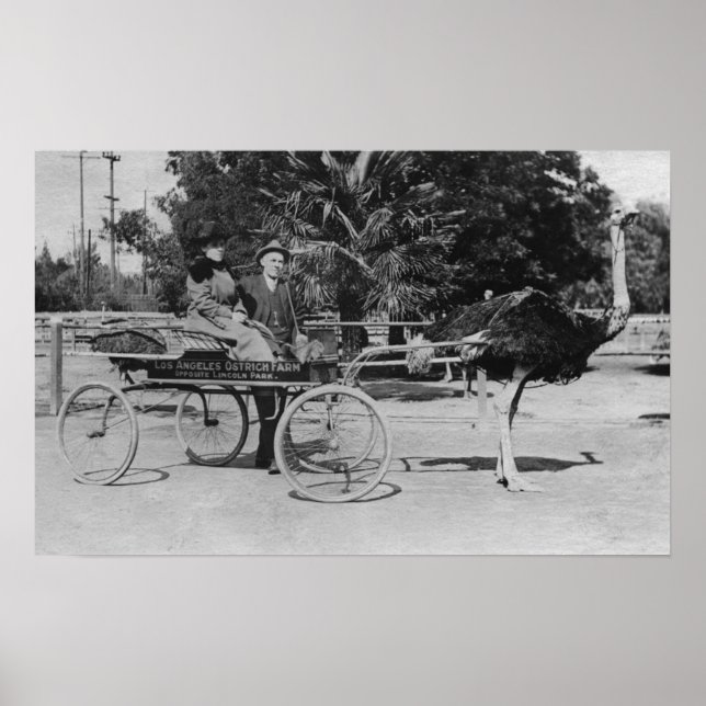 Los Angeles, CA Straußenfarm Cart Scene Poster (Vorne)