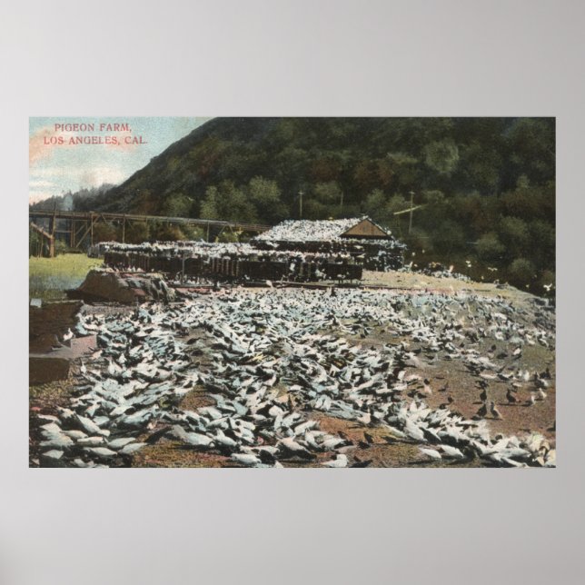 Los Angeles, KalifornienAussicht auf eine Taubenfa Poster (Vorne)