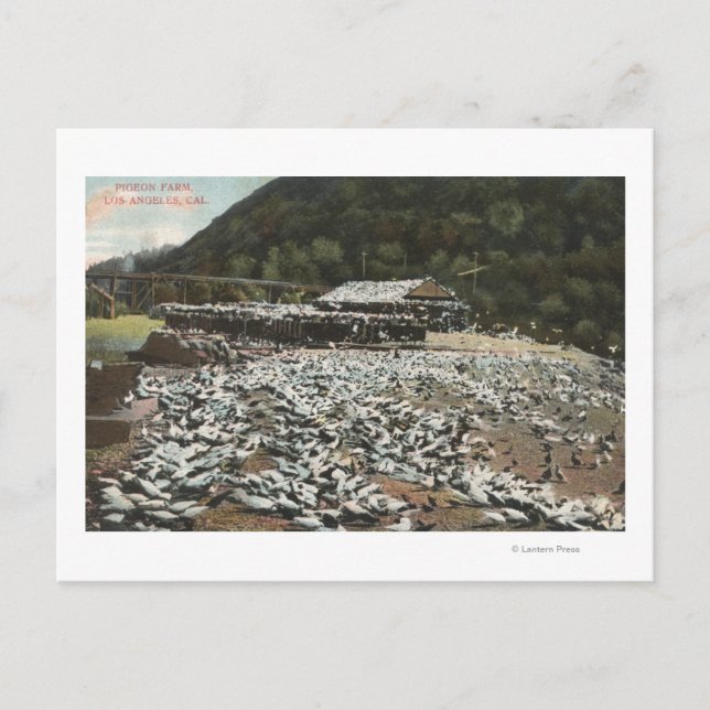 Los Angeles, KalifornienAussicht auf eine Taubenfa Postkarte (Vorderseite)