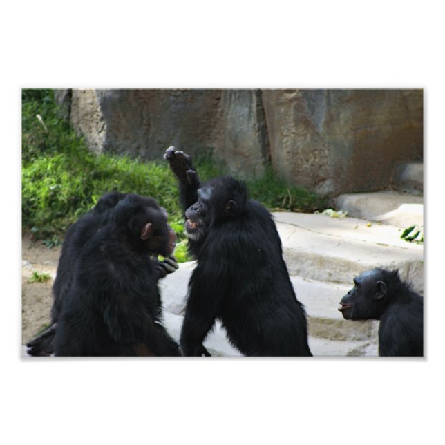 Los Angeles Zoo Fotodruck (Vorne)