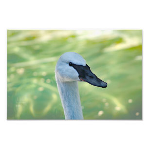 Los Angeles Zoo Fotodruck