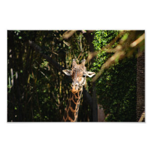 Los Angeles Zoo Fotodruck